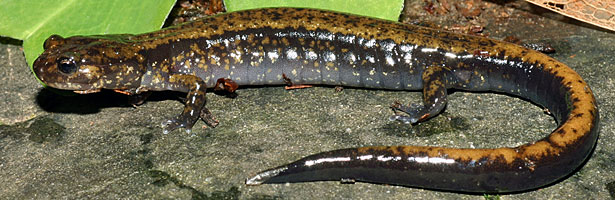 Dunn's Salamander