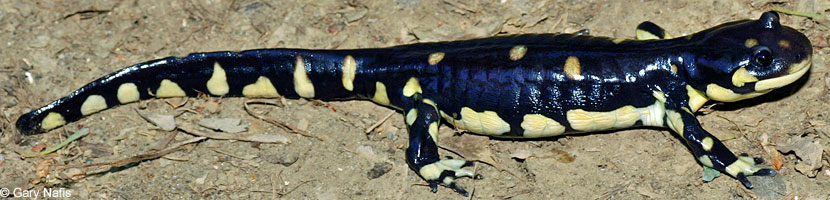 CA Tiger Salamander