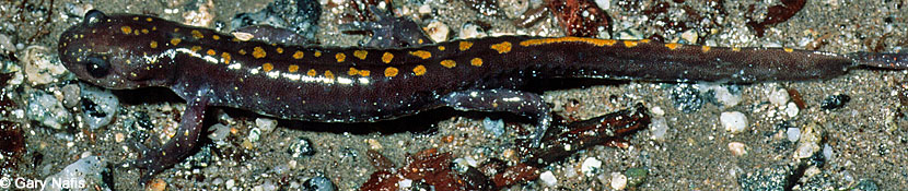 Santa Cruz Long-toed Salamander