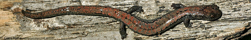 Kern Plateau Slender Salamander