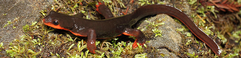 Red-bellied Newt