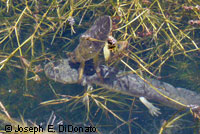 California Tiger Salamander larva is caught by Giant Water Bug nymph