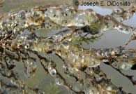 CA Tiger Salamander Eggs