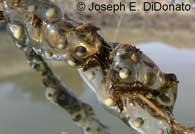 CA Tiger Salamander Eggs