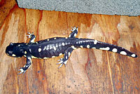 CA Tiger Salamander