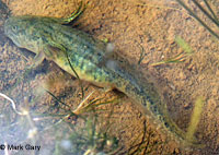 CA Tiger Salamander Egg