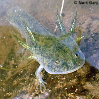 CA Tiger Salamander Egg