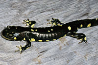 CA Tiger Salamander