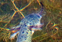 CA Tiger Salamander Egg