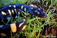 CA Tiger Salamander