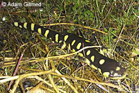 CA Tiger Salamander