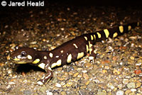 CA Tiger Salamander