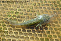 CA Tiger Salamander Egg