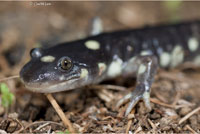 CA Tiger Salamander