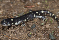 CA Tiger Salamander