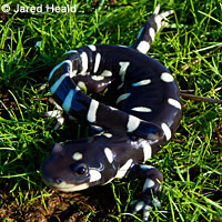 CA Tiger Salamander