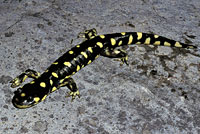 CA Tiger Salamander