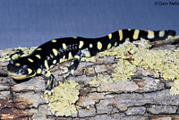 CA Tiger Salamander