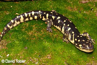 CA Tiger Salamander