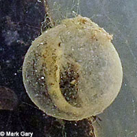 CA Tiger Salamander Eggs