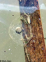 CA Tiger Salamander Eggs