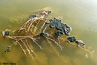 CA Tiger Salamander Eggs