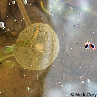 CA Tiger Salamander Eggs