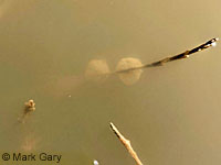 CA Tiger Salamander Egg