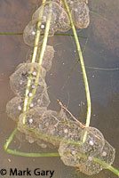 CA Tiger Salamander Eggs