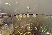 CA Tiger Salamander Eggs