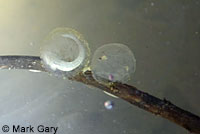 CA Tiger Salamander Eggs