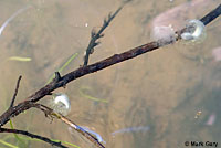 CA Tiger Salamander Eggs