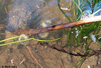 CA Tiger Salamander Eggs