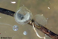 CA Tiger Salamander Eggs