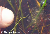 CA Tiger Salamander Eggs