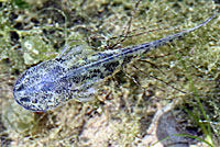 CA Tiger Salamander Larva