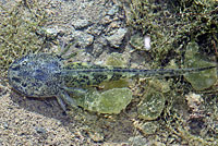 CA Tiger Salamander Larva