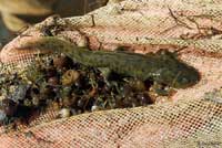 CA Tiger Salamander Larva