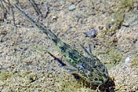 CA Tiger Salamander Larva