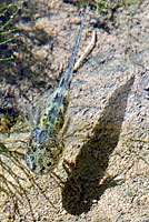 CA Tiger Salamander Larva