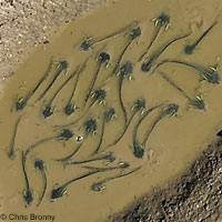 CA Tiger Salamander Egg