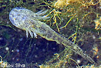 CA Tiger Salamander Larva