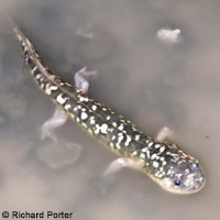 CA Tiger Salamander Egg