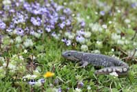 CA Tiger Salamander