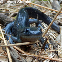 CA Tiger Salamander