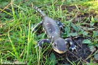 CA Tiger Salamander