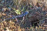 CA Tiger Salamander