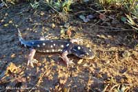 CA Tiger Salamander