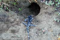 CA Tiger Salamander