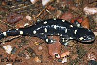 CA Tiger Salamander